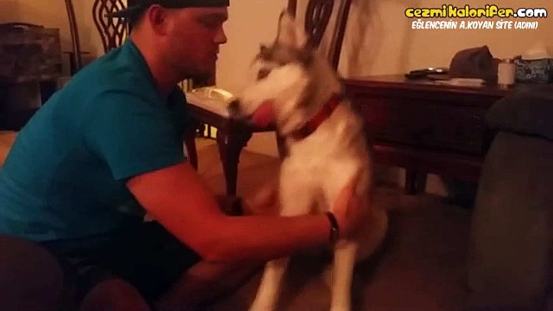 Kazara Marijuana Yutan Husky