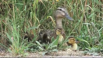 Increíble rescate de familia de patos - Policía rescata a grupo de patitos