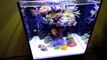 LED Cube Aquarium System from Ecoxotic, Rimless All-In-One  Nano Tank in HD