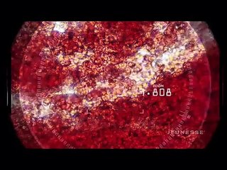 The Zen Effect - Robert Kiyosaki, Zen Bodi, Health Tips and Vines