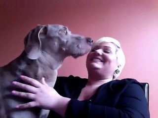 Weimaraner 12yrs old - Dog diagnosed with Brain Tumour