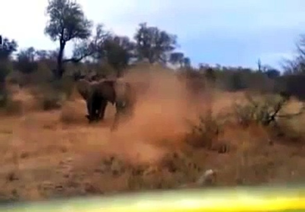 When Animal Attack Human , Rhino,Hippo, Elephant Attack Compilation