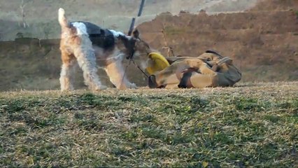 In My Life    - with Wire Fox Terrier 'nana' -