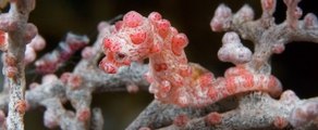 Caballitos de mar pigmeos (Hippocampus denise)