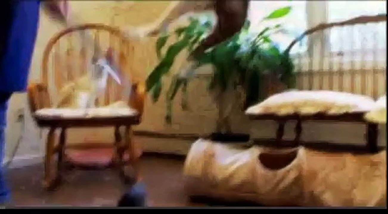 Cats 101: Oriental