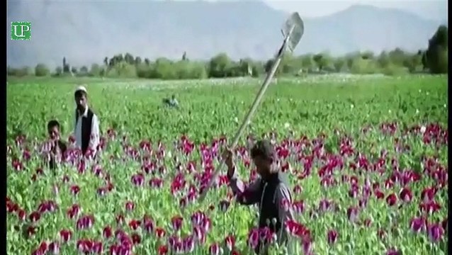 Anti Narcotics Force Pakistan - International Narcotics Day 2015