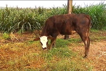 6 de julio Universidad del Quíndio