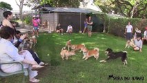 Shiba Inu Hawaii Puppy Socials