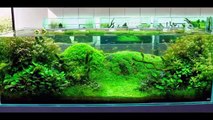 How To Keep Your Aquarium Decorations From Corrupting Your Water