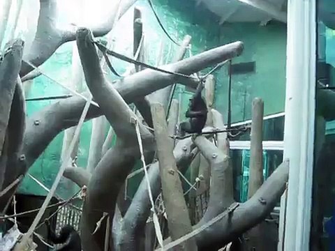 Chimpanzees fighting - St. Louis Zoo