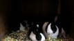 Baby Dutch Rabbits At Feeding Time