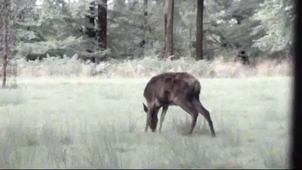 Brâme du Cerf, en Forêt de Haute Ardenne Belge (suite du document 2008)
