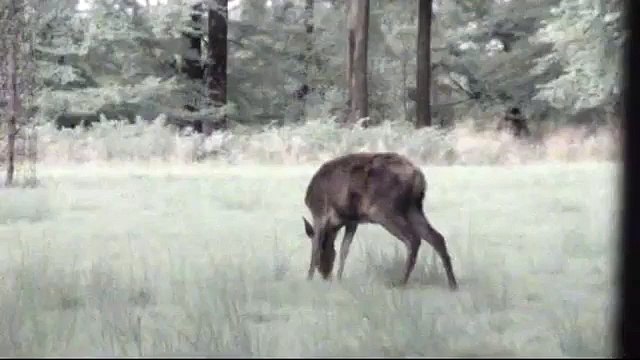 Brâme du Cerf, en Forêt de Haute Ardenne Belge (suite du document 2008)