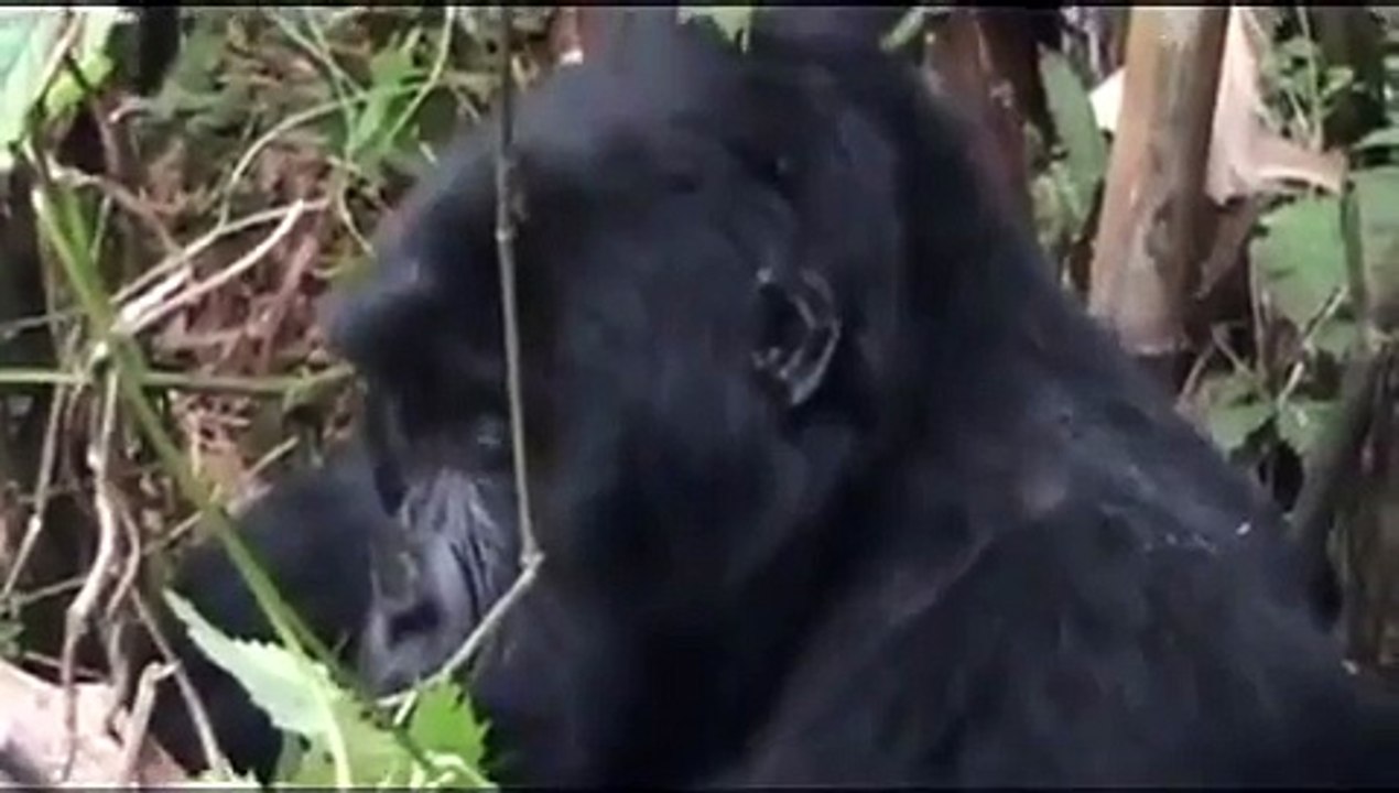 Female Gorilla Nursing