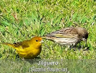 Aves de City Bell: Cantos melodiosos...