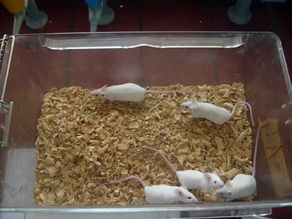 successful intravenous injection in mice