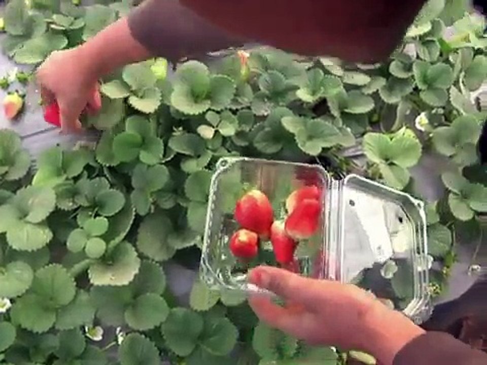 West Bank farm does job for settlement Palestinians