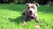 Sadie the Staffy - basic training and tricks - Staffordshire Bull Terrier