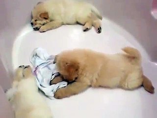 CHOW CHOW PUPPIES