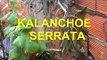 Plantas medicinales -kalanchoe serrata - inmunoprotector