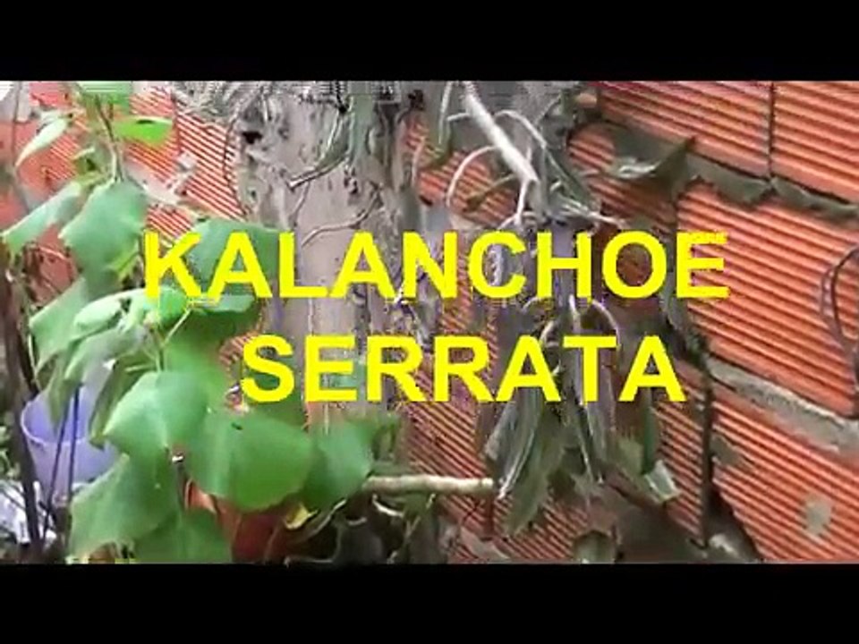 Plantas medicinales -kalanchoe serrata - inmunoprotector