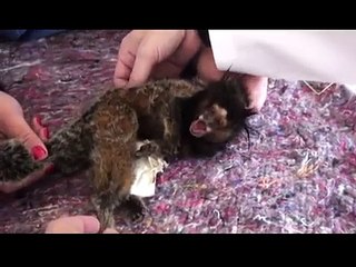 wild animal acupuncture - acupuntura em sagui