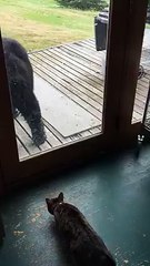 cat chasing away a bear