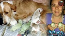 Dog gives birth to bright green puppies in Spain