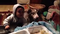 Dog teaches baby to say 'Mama' HD Video(must watch)