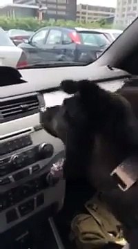 Chien VS air conditionné en voiture! Adorable