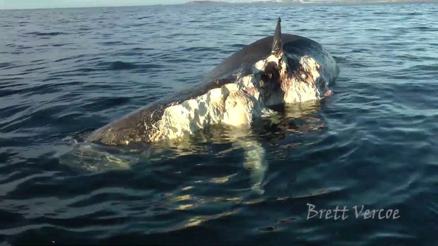 Des requins s'attaquent à la carcasse d'un cachalot géant