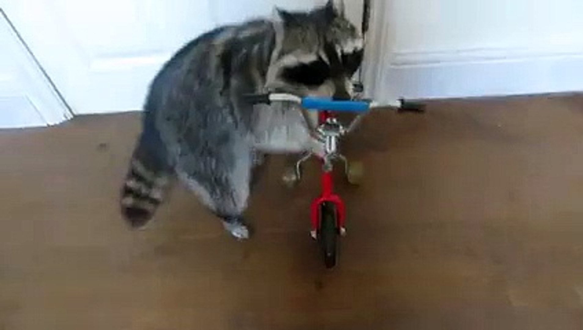 ⁣World's most talented raccoon is proud of it's talent!