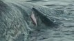 Sharks Feasting On huge sperm whale Carcass