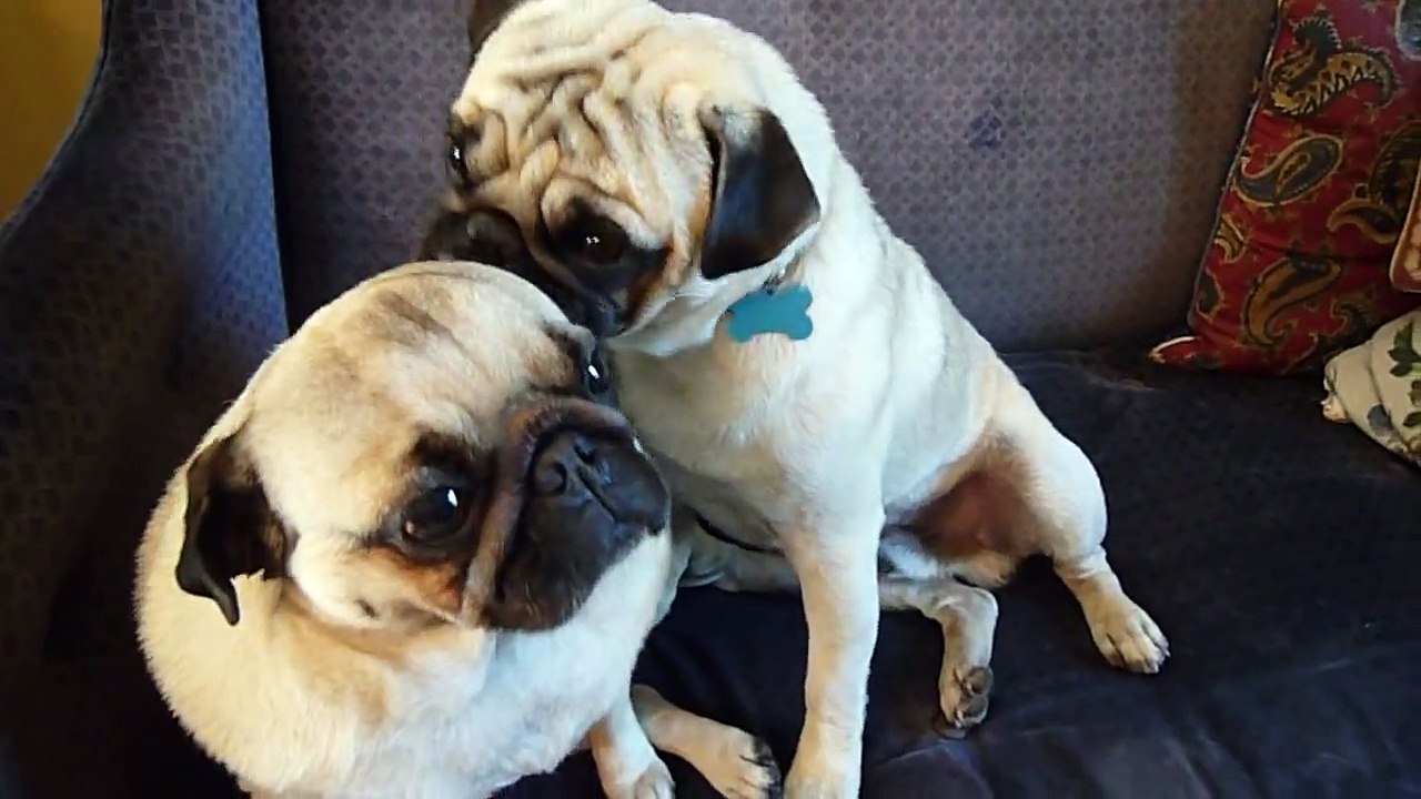 Dangle gets an ear licking