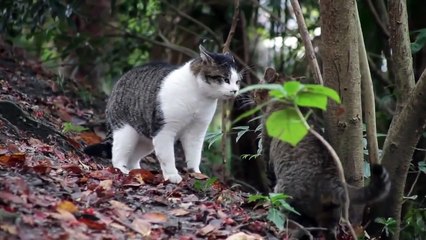 Crazy Cat Attacking Spuds Dog