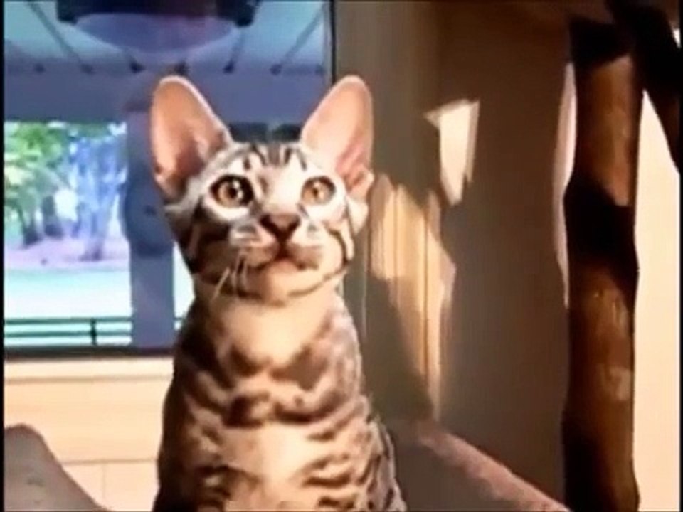 猫語～しゃべる猫！歌うネコ！猫の言葉まとめ… - video Dailymotion