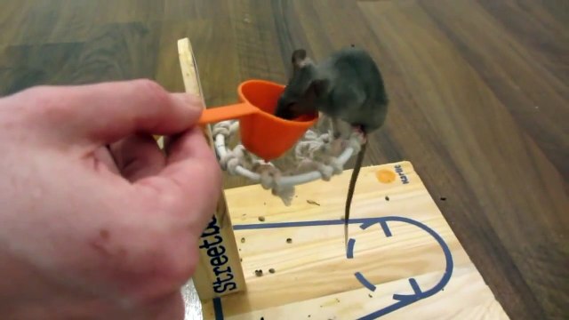 Une souris dressée comme un chien mais encore plus adorable