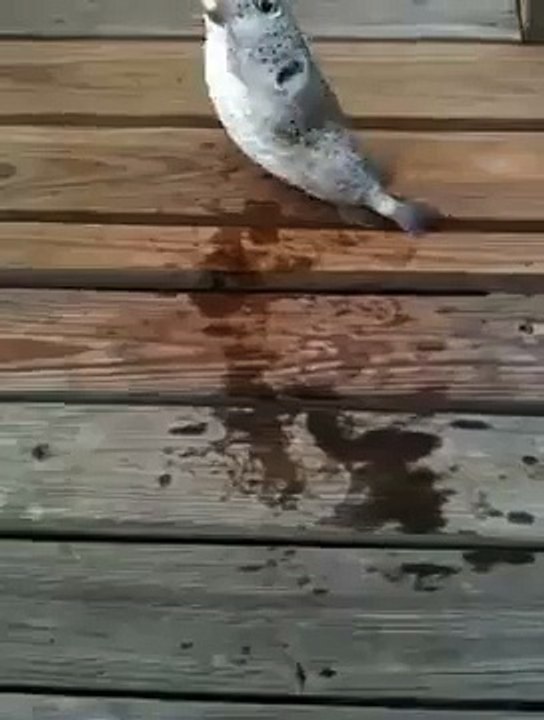 Puffer Fish Explodes video Dailymotion