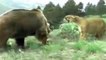 Top danger fight - Lion and tiger Fighting with Bear - Animal Fight