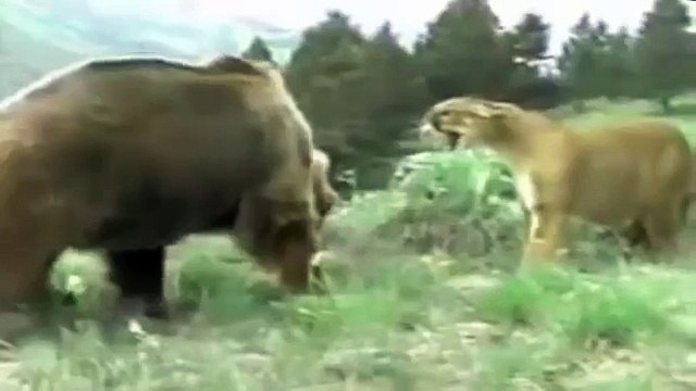 Top danger fight - Lion and tiger Fighting with Bear - Animal Fight