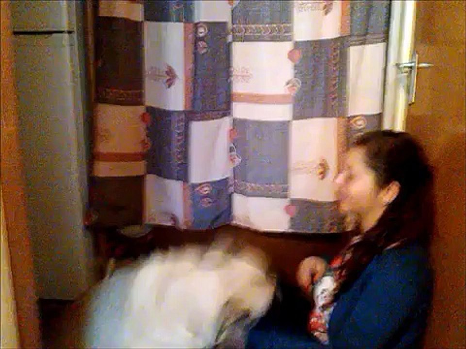 Cum sa faci un caine mofturos sa manance / How to convince a cute dog to start eating