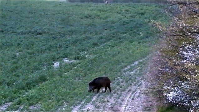 Perfect shot on wild boar hunting-Chasse au sanglier coup-Wildschwein jagd schuss Polowanie na dziki