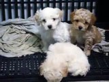 Filhotes poodle toy - Canil Manto Branco