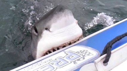 Köpekbalığı İçi İnsanla Dolu Bota Saldırdı