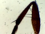 Household Fly Leg Under Microscope 4x,10x magnification