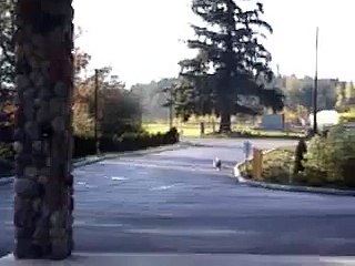 Un chien qui fait du skateboard