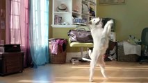 Crazy dog move and dance for a music | funny dog | funny animals | funny pets video of dogs