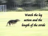 K9 Xena - Very Fast German Shepherd Dog (in slow motion)!!!