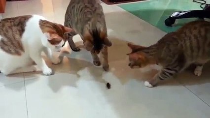 Funny Animal Cat and cockroach 재미 동물 고양이와 바퀴벌레 有趣的动物猫和蟑螂 Umoristiċi Annimali Cat u Cockroach રમુજી પ