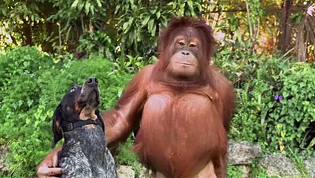 THE ANIMAL KINGDOM